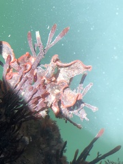 Watersipora subtorquata