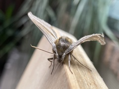 Theretra oldenlandiae