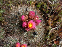 Pediocactus nigrispinus