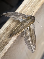 Theretra oldenlandiae