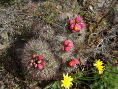 Pediocactus nigrispinus