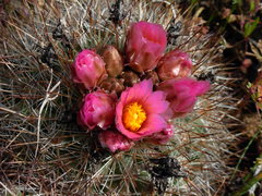 Pediocactus nigrispinus