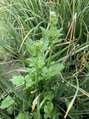 Cardamine breweri