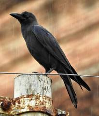 Corvus macrorhynchos