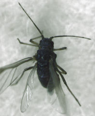 Neophyllaphis totarae