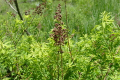 Spiraea alba alba