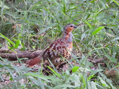 Bambusicola thoracicus