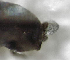 Neophyllaphis totarae