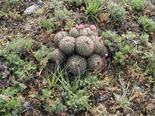 Pediocactus nigrispinus