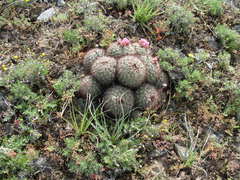 Pediocactus nigrispinus