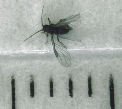 Neophyllaphis totarae