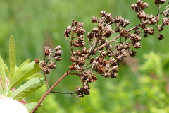 Spiraea alba alba