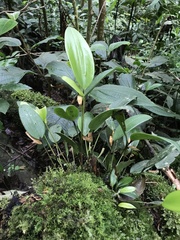 Masdevallia