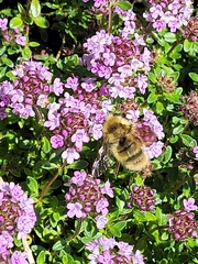 Bombus