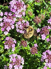 Bombus