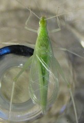 Oecanthus alexanderi