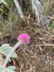 Mimosa lanuginosa