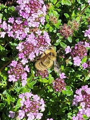 Bombus
