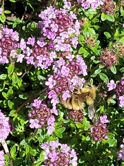 Bombus