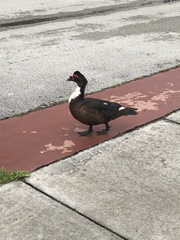 Cairina moschata domestica