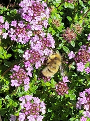 Bombus