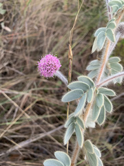 Mimosa lanuginosa