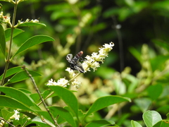 Trichopoda lanipes