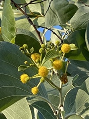 Acacia dunnii