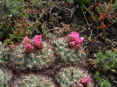 Pediocactus nigrispinus