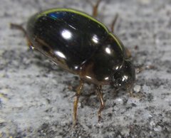 Tropisternus collaris viridis