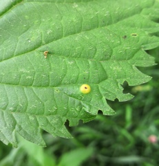 Puccinia urticata