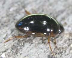 Tropisternus collaris viridis