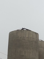 Parabuteo unicinctus