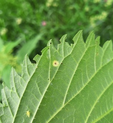 Puccinia urticata