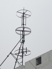 Parabuteo unicinctus