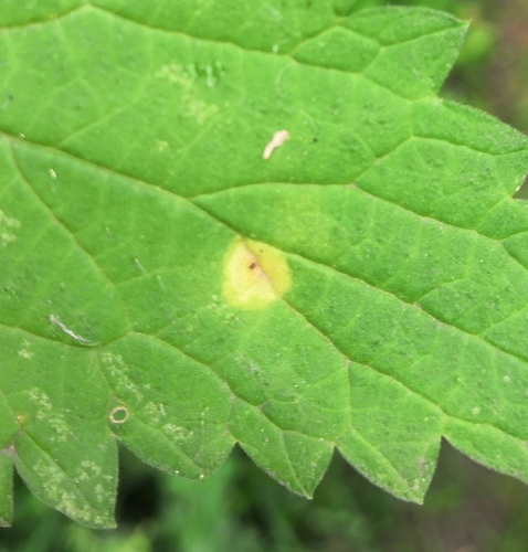 Nettle Clustercup Rust fungus