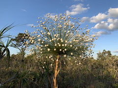 Paepalanthus chiquitensis