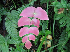 Adiantum macrophyllum