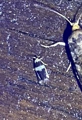 Ectoedemia similella