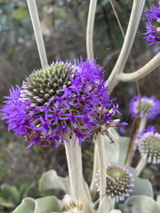 Chresta sphaerocephala