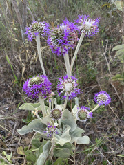 Chresta sphaerocephala
