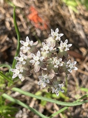 Asclepias michauxii