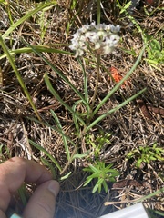 Asclepias michauxii