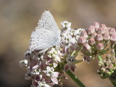 Satyrium sylvinus dryope