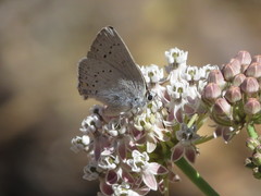 Satyrium sylvinus dryope