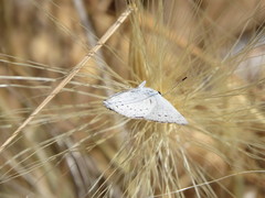 Satyrium sylvinus dryope