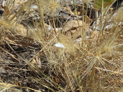 Satyrium sylvinus dryope