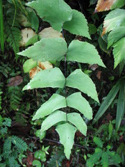 Adiantum macrophyllum
