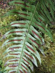 Blechnum appendiculatum