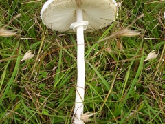 Macrolepiota dolichaula
